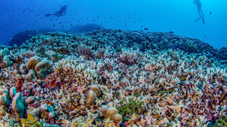 Mergulhadores da National Geographic Pristine Seas medem a maior colônia de corais do mundo nas Ilhas Salomão, na Oceania.
(Foto: Manu San Félix, National Geographic Pristine Seas)