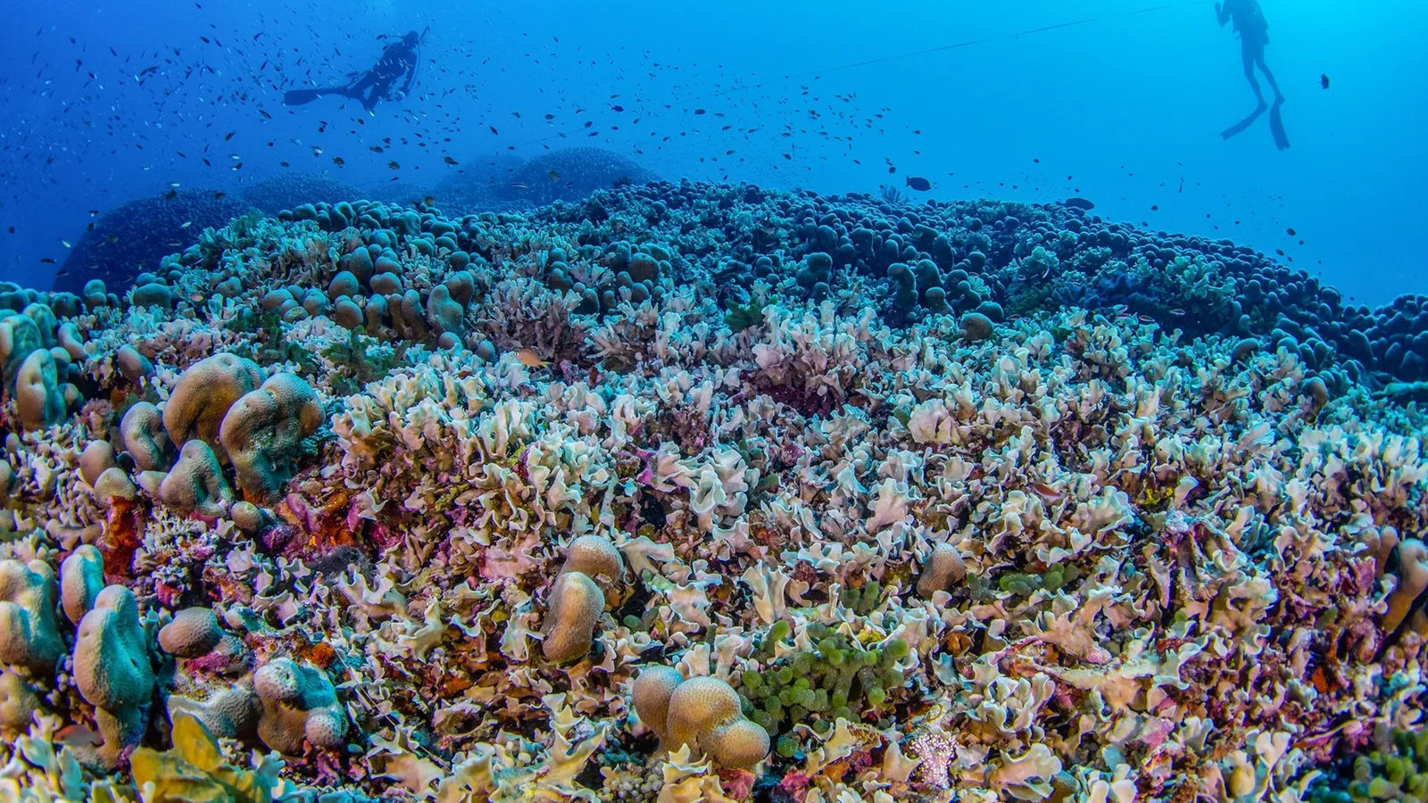 Descoberta no Pacífico: coral de dimensões inéditas é anunciado por cientistas