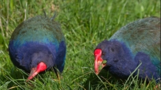 Ave considerada extinta e redescoberta após quase 50 anos é reintroduzida na natureza na Nova Zelândia