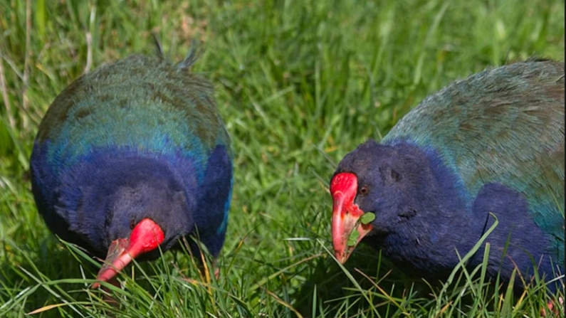 Takahē da Ilha do Sul. Adultos comendo grama. Ilha Tiritiri Matangi, agosto de 2012. (Imagem © Glenda Rees por Glenda Rees)