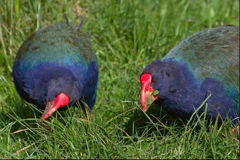 Ave considerada extinta e redescoberta após quase 50 anos é reintroduzida na natureza na Nova Zelândia