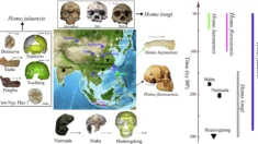 Cientistas descobrem fósseis com crânios “gigantes” que podem pertencer a uma espécie humana desconhecida