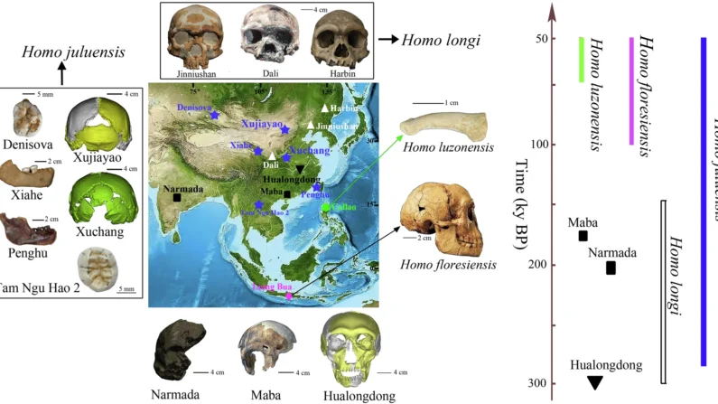 Pontos no mapa mostram a presença dos fósseis das espécies Homo juluensis (estrelas azuis de cinco pontas); Homo longi (triângulos brancos); Homo floresiensis (diamante rosa) e Homo luzonensis (círculo verde) (Imagem: Reprodução/DOI: 10.1038/s41467-024-53918-7)
