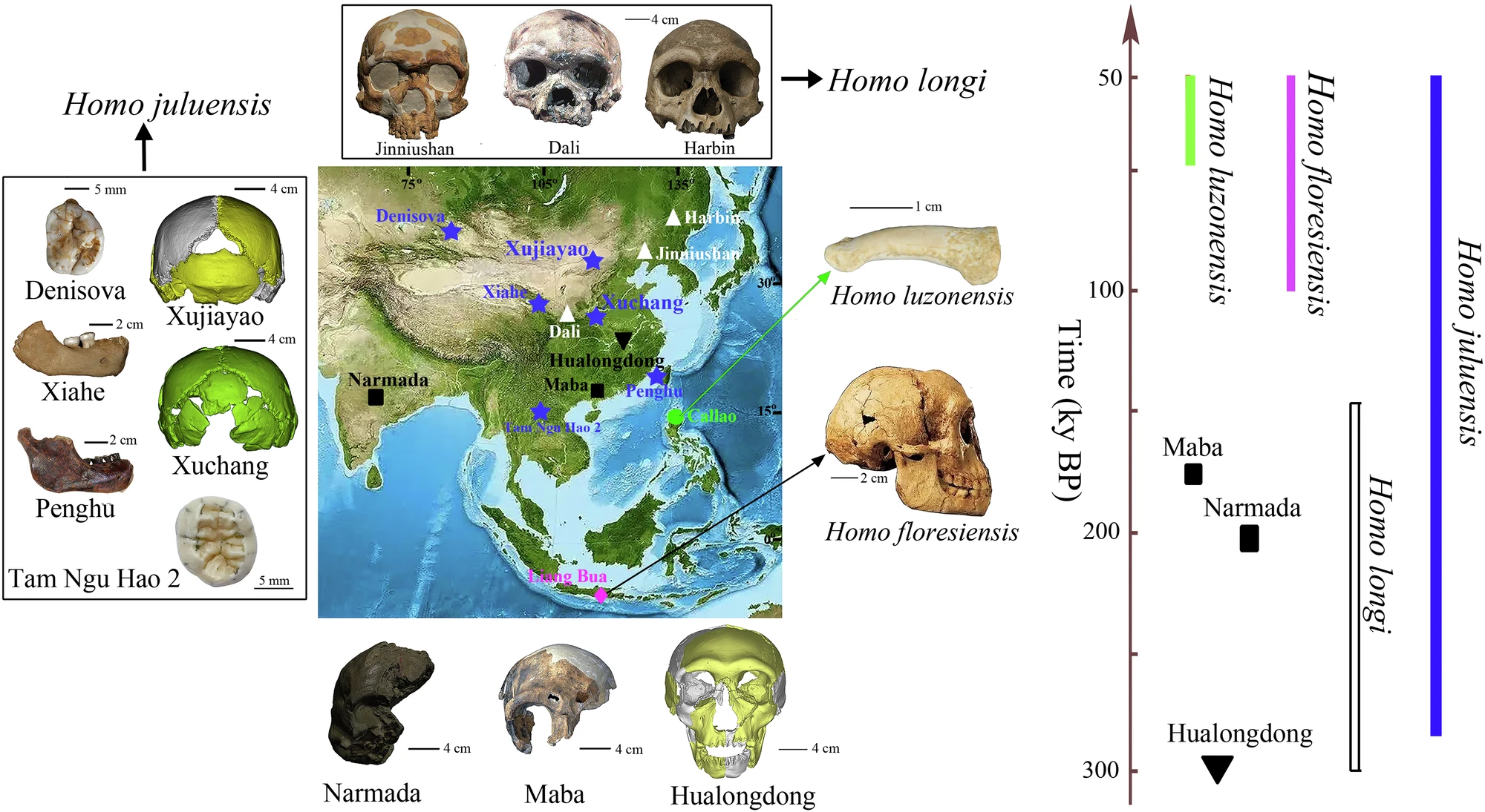 Cientistas descobrem fósseis com crânios “gigantes” que podem pertencer a uma espécie humana desconhecida