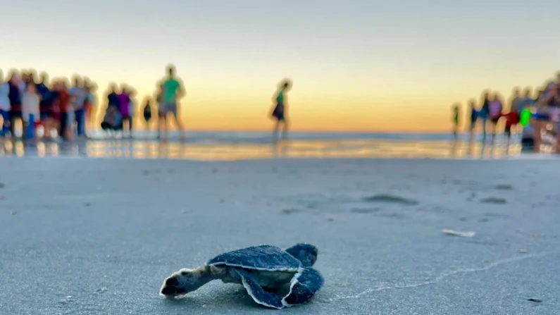 Um filhote de tartaruga marinha verde rasteja até o oceano depois de ser descoberto por pesquisadores durante uma avaliação científica de seu ninho em Ponte Vedra Beach, Flórida, em 21 de novembro. (Cortesia de Shea Lox)