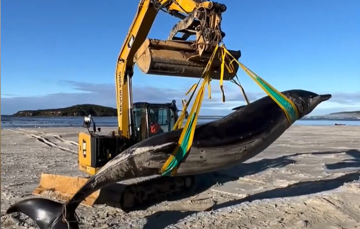 Apenas sete exemplares dessa espécie foram registrados até hoje (Foto: Reprodução/Youtube/ Captura de tela via 
MyNation)