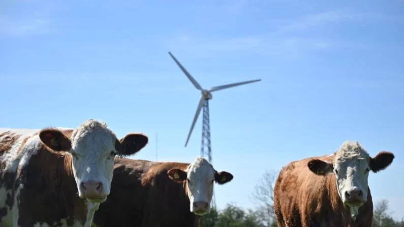 Vacas pastam em um campo próximo a uma turbina eólica na vila de Hjolderup, Dinamarca, em 8 de maio de 2023 (Sergei Gapon/AFP/Getty Images)
