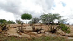 Caatinga supera florestas tropicais ao absorver 5,2 t de carbono da atmosfera por ano em quase uma década