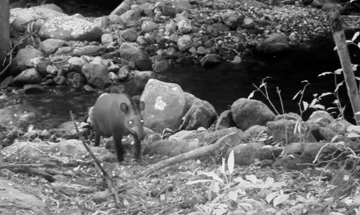 Anta é avistada em vida livre no Rio de Janeiro após mais de um século de extinção local