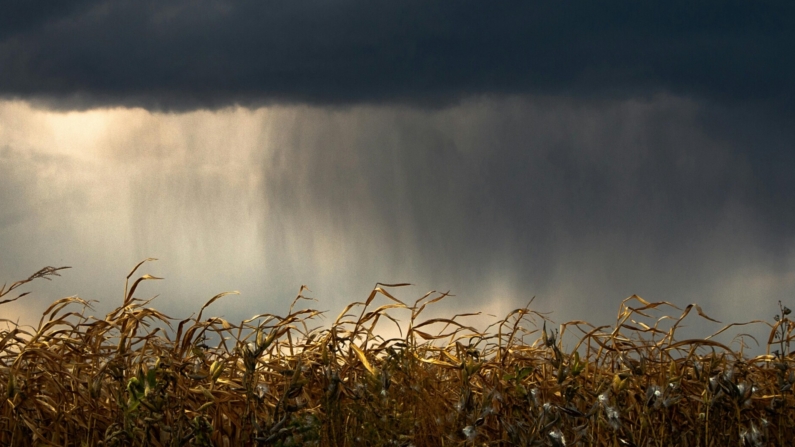 No Brasil, os impactos variam por região, no Nordeste é esperado o aumento das chuvas, o que favorece a agricultura (Imagem Andriy Nestruiev/Via Freepick)