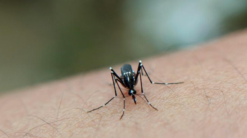 Em 2024, o Acre foi o 13º estado em casos de dengue no Brasil e o segundo na região Norte (Imagem: Igud Supian/Via Pexels) 