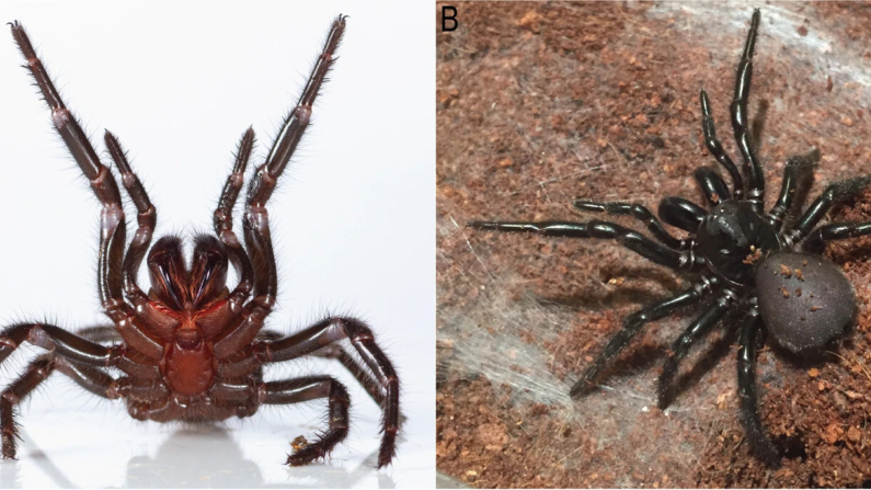 Fêmea de Atrax robustus, em posição de criação (A) e vista dorsal (B) (Imagem: Reprodução/ B. Jones DOI 10.1186/s12862-024-02332-0)