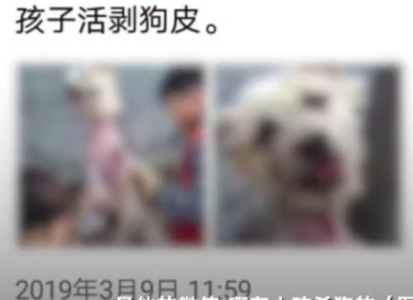 Imagem de um cachorro que teria sido esfolado vivo com a ajuda de uma criança (The Beijing News)