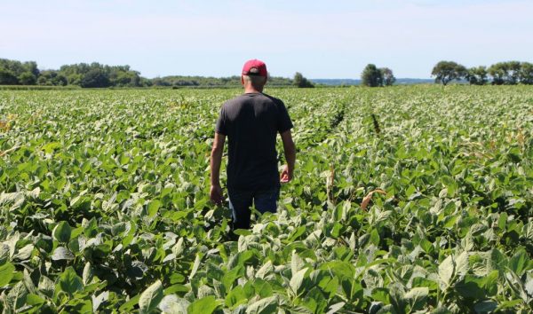 Um agricultor percorre seus campos de soja em Harvard, Illinois, em 6 de julho de 2018 (NOVA SAFO / AFP / Getty Images)