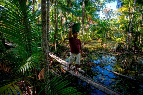 Manoel Moreira, 40 anos, carrega uma cesta cheia de frutas para vender aos comerciantes enquanto caminha pela floresta tropical perto de Melgaco, a sudoeste da ilha de Marajó, estado do Pará, Brasil, em 6 de junho de 2020 (Foto de TARSO SARRAF / AFP via Getty Images)