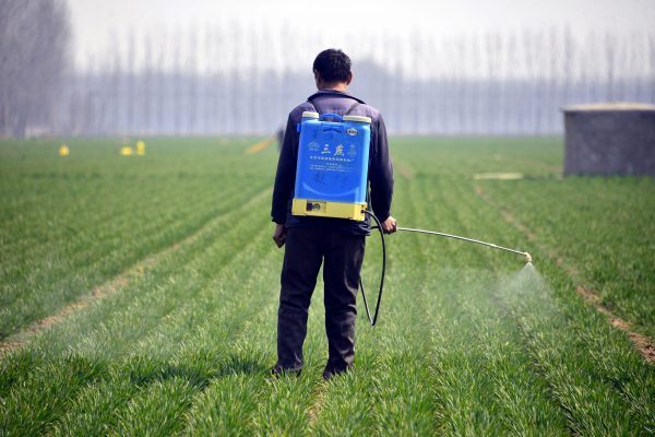 Um fazendeiro chinês pulveriza pesticida em um campo de trigo no condado de Liaocheng, província de Shandong, leste da China, no condado de Chiping em 15 de março de 2017 (STR / AFP / Getty Images)