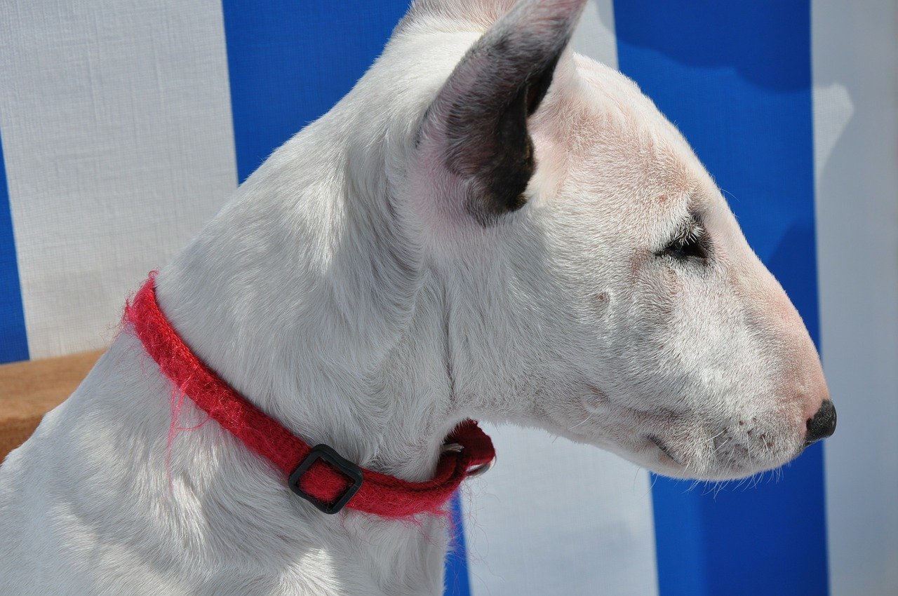  Foto de aquivo de um bull terrier (commit_coaching / 3 imagens / Pixabay)