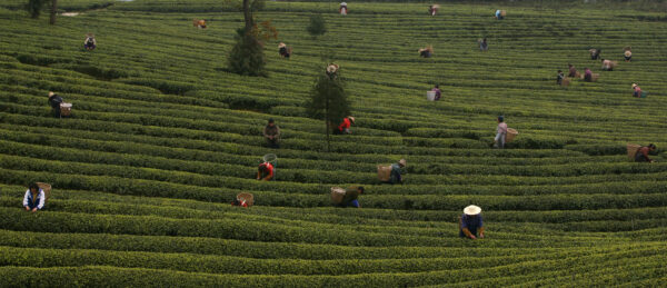 Trabalhadores agrícolas coletam folhas de chá em uma plantação de chá nos arredores de Chongqing Township, China, em 9 de março de 2007 (China Photos / Getty Images) Atualmente, não há vacina disponível para tratar a doença.