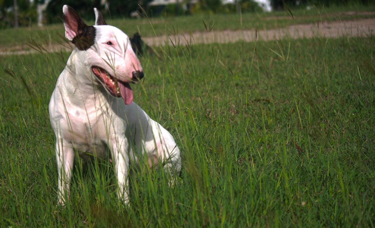 Foto conservada em estoque de bull terrier brincando na grama (Domínio Público / PxAqui)