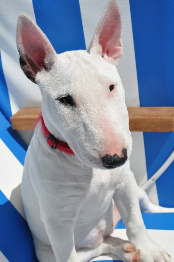 Foto de arquivo de um bull terrier (Domínio Público / PxAqui)