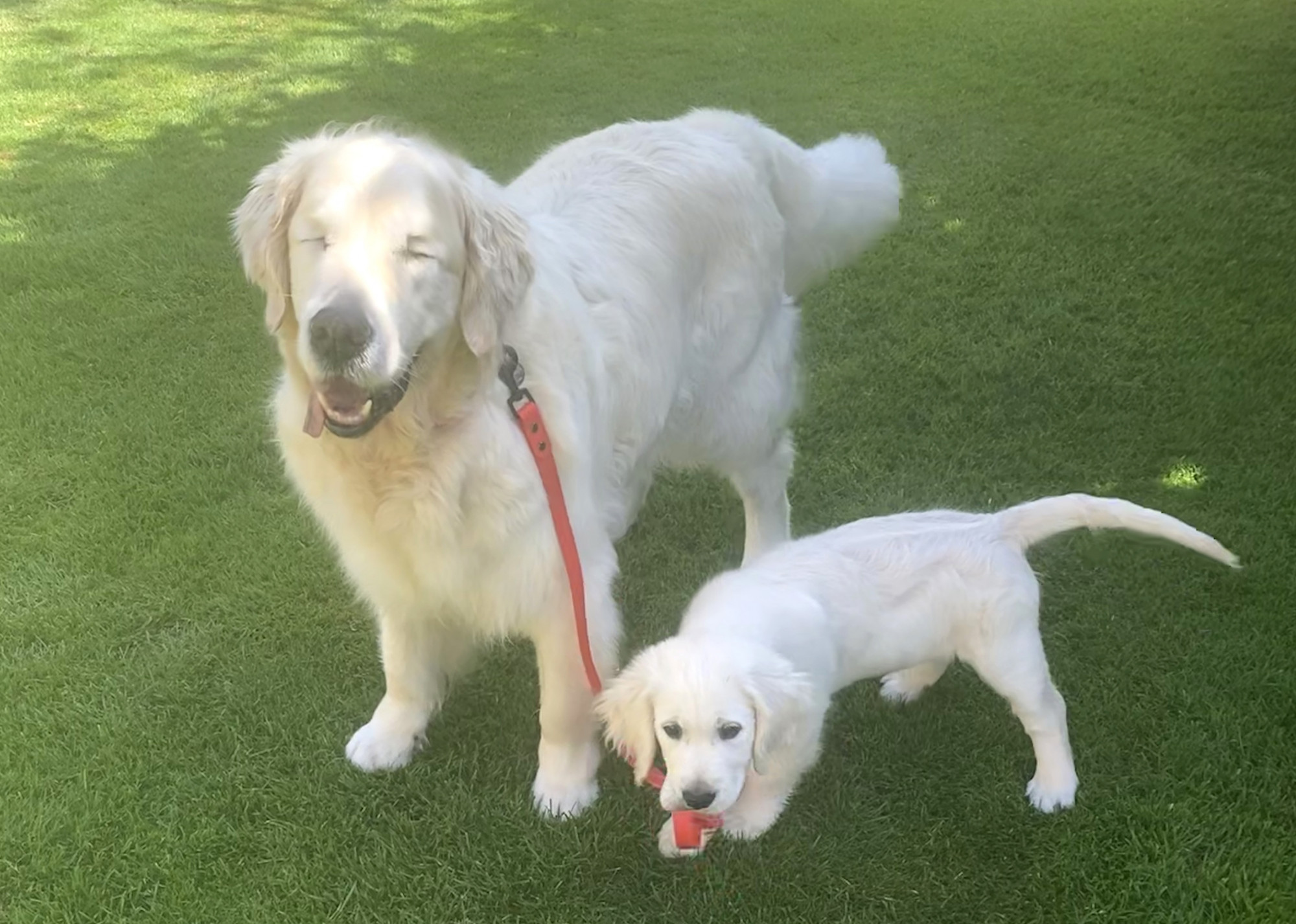 O cão-guia oko con tao, que perdeu a visão devido ao glaucoma (Notícias Caters)