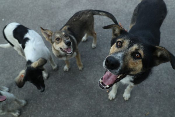 Cães vadios procuram por comida. Imagem ilustrativa (Sean Gallup / Getty Images)