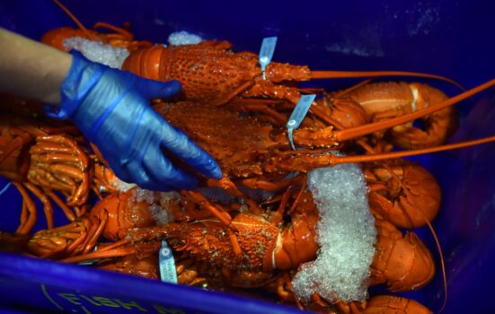 Lagostas cozidas à venda na casa de leilões do Sydney Fish Market em Sydney, Austrália, em 23 de dezembro de 2014 (Peter Parks / AFP via Getty Images)