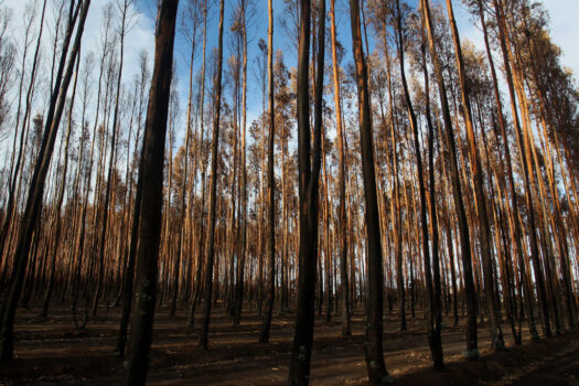 Silvicultura Bluegum a oeste de Parndana em 23 de fevereiro de 2020 em Parndana, Austrália  (Lisa Maree Williams / Getty Images)