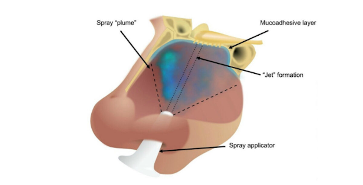 Um diagrama da cavidade nasal mostrando como o novo spray funciona (Universidade de Birmingham)