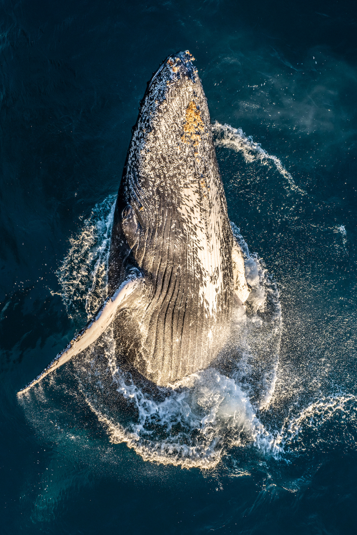 As fotos vencedoras do Prêmio de Fotógrafo do Ano do Oceano de 2022 vão  tirar o fôlego, fotografia, premiação, oceano