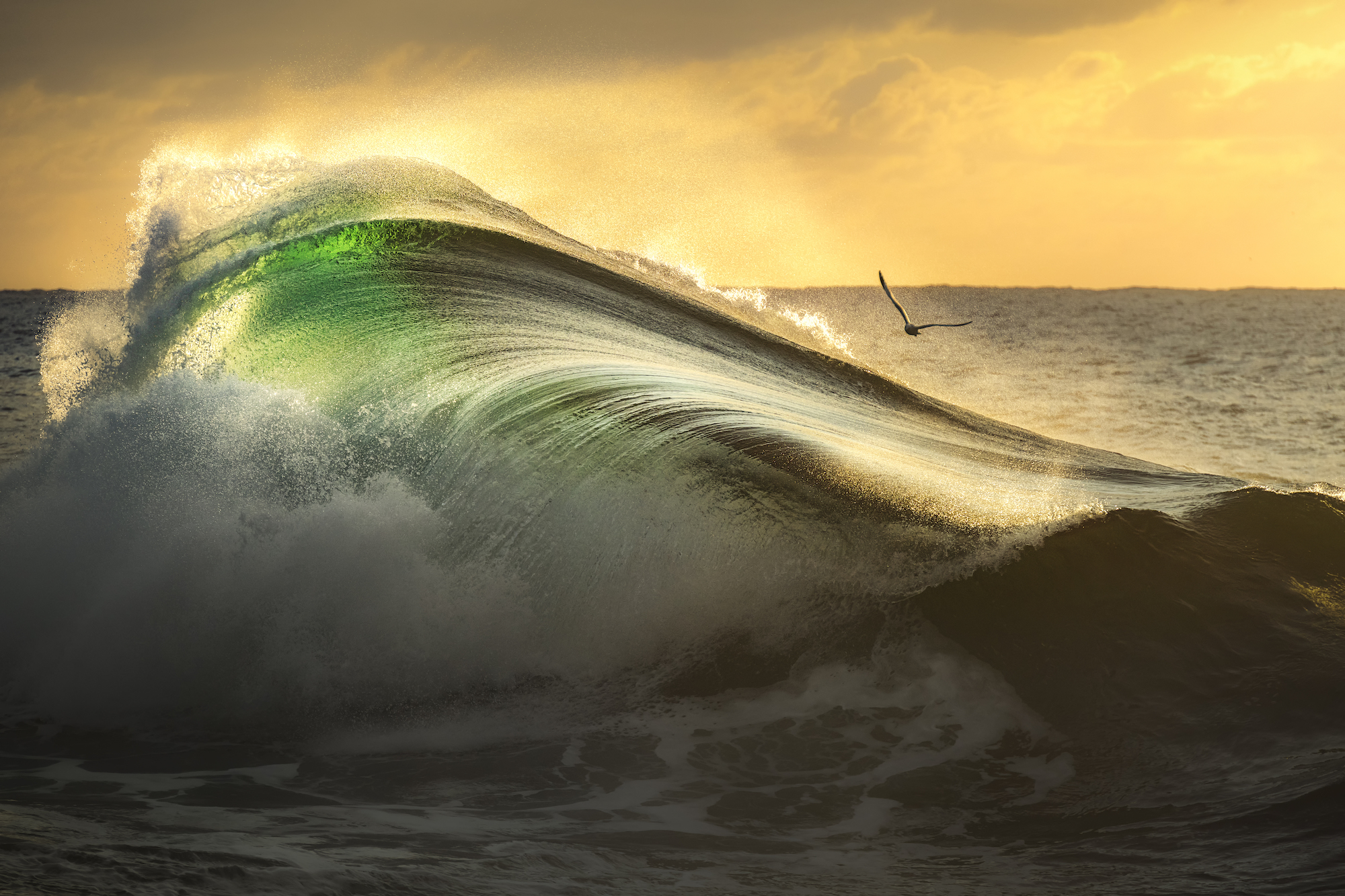 As fotos vencedoras do Prêmio de Fotógrafo do Ano do Oceano de 2022 vão  tirar o fôlego, fotografia, premiação, oceano