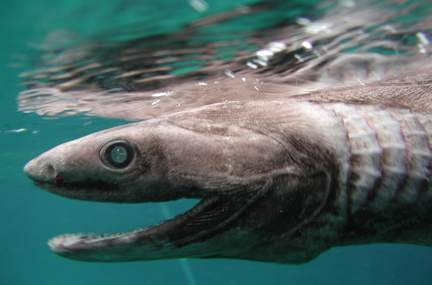 Uma vez que ele morde sua presa, ela não conseguirá se desprender; 300 dentes em 25 fileiras certificam-se disso (Parque Marinho de Awashima/Getty Images)