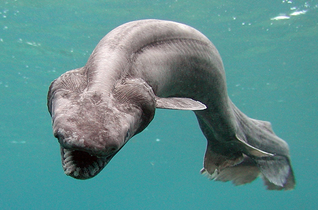 Este tubarão-cobra de 1,5 metro de comprimento nada num tanque no Parque Marinho de Awashima após ser encontrado por um pescador numa baía em Numazu, Japão; em 21 de janeiro de 2007 (Parque Marinho de Awashima/Getty Images)