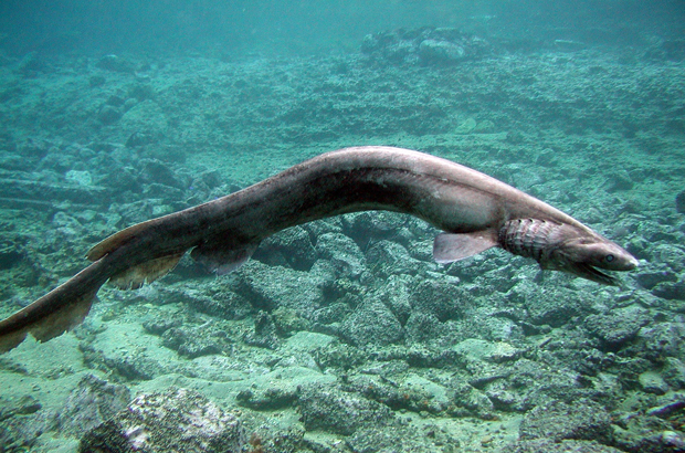 O tubarão-cobra não evoluiu nos últimos 80 milhões de anos (Parque Marinho de Awashima/Getty Images)