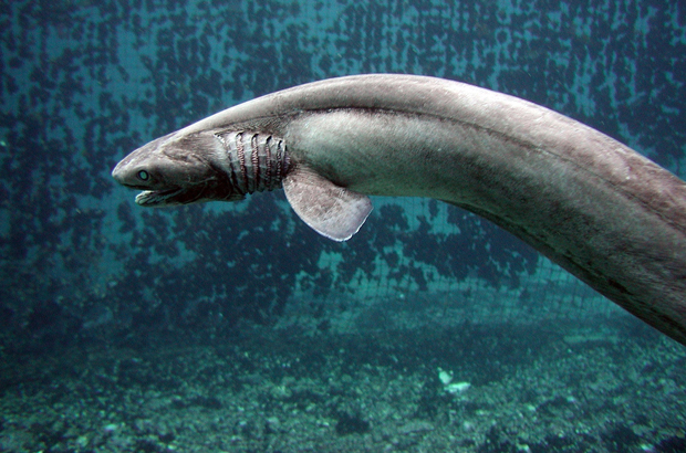 O tubarão-cobra pode pairar, enquanto espera por uma presa, e então atacar como uma cobra (Parque Marinho de Awashima/Getty Images)