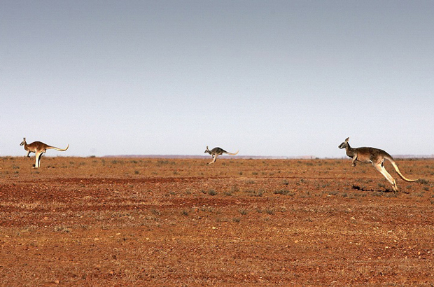 Austrália, cangurus, mortandade - Os pesquisadores disseram que grande parte do icônico animal australiano morreu devido a uma doença misteriosa (Ian Waldie/Getty Images)